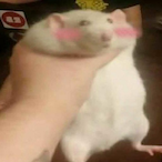 StokeOnFent's Avatar'