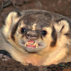 Goobenator's Avatar'