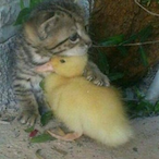 hugs_for_ducks's Avatar'