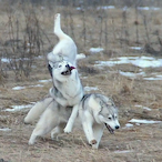 Husky2811's Avatar'