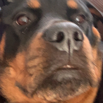 Chef_Moo_Moo's Avatar'