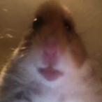 Nutellabrot.exe's Avatar'