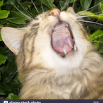 CatCoomer's Avatar'