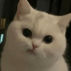 aLittleMonste's Avatar'
