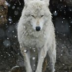 FrostyTheDog.fr's Avatar'