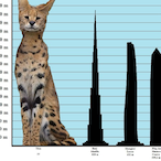 Client-Serval's Avatar'