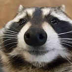 saint ryuko's Avatar'