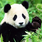 MajesticPanda-'s Avatar'
