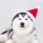 OPNeighborZhao's Avatar'