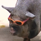 PORC0's Avatar'