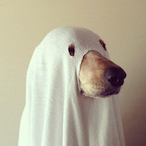 dogcathorsehog's Avatar'