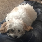 Pralsing god's Avatar'