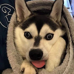 RhomboidMango35's Avatar'
