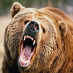 icanfightbear's Avatar'