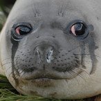 fakeAron's Avatar'