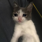 luciferre23's Avatar'
