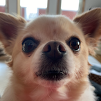 xxlllemonxx's Avatar'