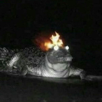 Penguin1117_'s Avatar'