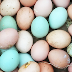 Herd_Of_Eggs's Avatar'