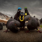 TSM_Pidgeon's Avatar'