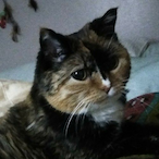 TheAlaskanChris's Avatar'