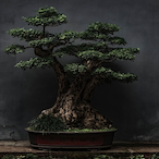 LucidBonsai's Avatar'