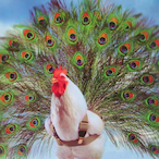 willy_peecock's Avatar'