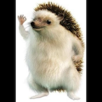 NosajirliW's Avatar'