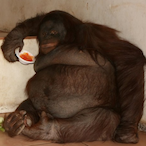 MonkeMaestro100's Avatar'