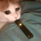 Bam.Bam.Baklava's Avatar'