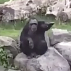 NotSee.Monkey's Avatar'