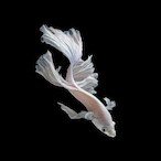 Short_Things_444's Avatar'