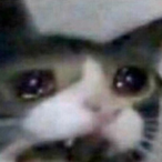 BigHardBrexit's Avatar'