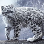 marchiato-97's Avatar