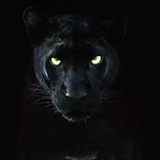 DarbyDevil's Avatar'