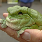 big_ligands's Avatar