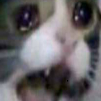 Skull_Dog.'s Avatar'