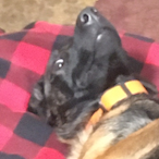 Sir_Kribis's Avatar'