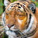 ShooterTIGERr6's Avatar'