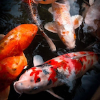 Fish_Seggs's Avatar'