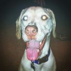 DoctorZambie's Avatar'