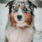 SmallSoftPuppy's Avatar'