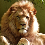 WilliamTheLion's Avatar