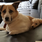 SuchtStummel's Avatar'