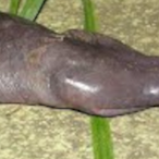 johnson_juicee's Avatar'