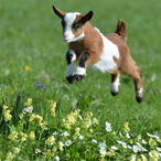 DasUberSheep's Avatar