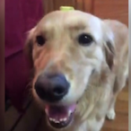ButterButterDog's Avatar'