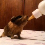 hamster_milk's Avatar'