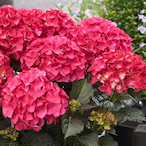 Red_Hydrangea's Avatar'