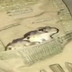 FATSLOOT69's Avatar'